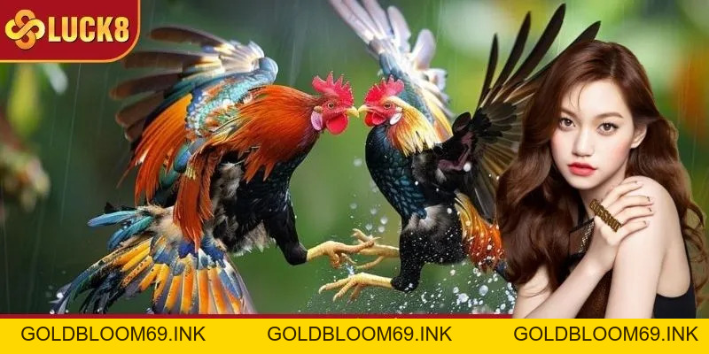 Đá Gà Thomo LUCK8 - Nắm Chắc 3 Tuyệt Kỹ Thắng Kèo Siêu Dễ