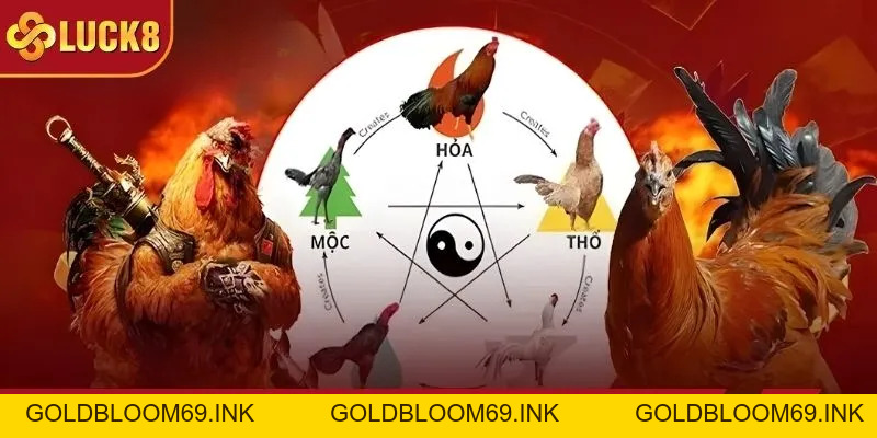 Màu Mạng Gà Đá: Cược Theo Phong Thủy, Cơ Hội Thắng Lớn