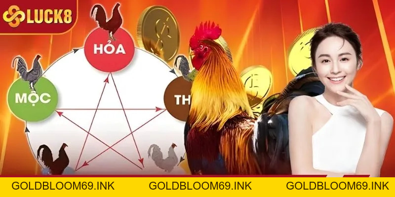 Đá Gà LUCK8 - Sảnh Kê Chiến Phát Trực Tiếp 4K, Thưởng Cao