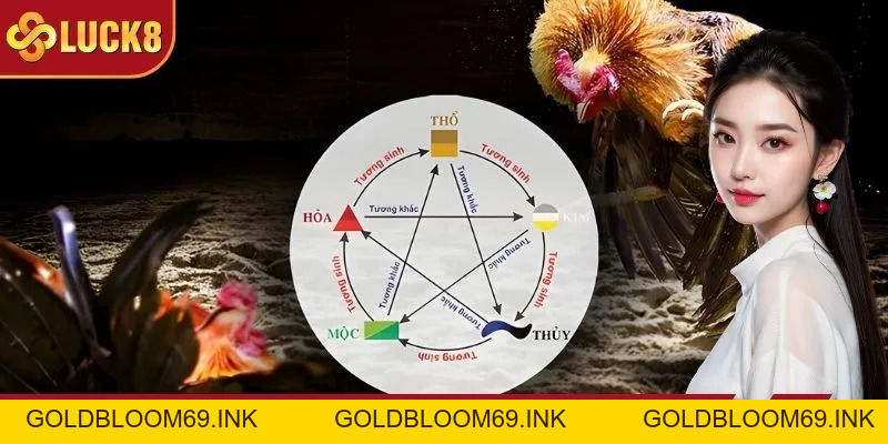 Màu Mạng Gà Đá: Cược Theo Phong Thủy, Cơ Hội Thắng Lớn